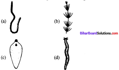Bihar Board 12th Biology Objective Answers Chapter 1 Reproduction in Organisms 4