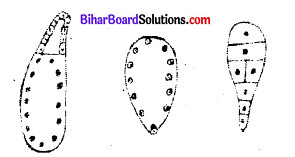 Bihar Board 12th Biology Objective Answers Chapter 2 पुष्पी पादपों में लैंगिक प्रजनन 2