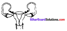 Bihar Board 12th Biology Objective Answers Chapter 4 Reproductive Health