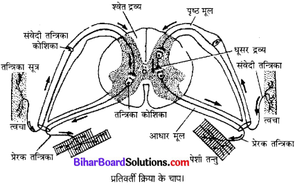 Bihar Board Class 10 Science Solutions Chapter 7 नियंत्रण एवं समन्वय