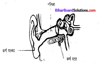 Bihar Board Class 8 Science Solutions Chapter 18 ध्वनियाँ तरह-तरह की 1