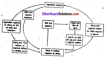 Bihar Board Class 8 Science Solutions Chapter 7 सूक्ष्मजीवों का संसार सूक्ष्मदर्शी द्वारा आँखों देखा 2