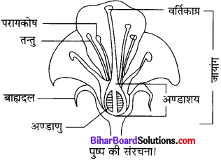 Bihar Board Class 10 Science Solutions Chapter 8 जीव जनन कैसे करते है 
