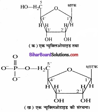 BIhar Board Class 12 Chemistry Chapter 14 जैव-अणु  img-14