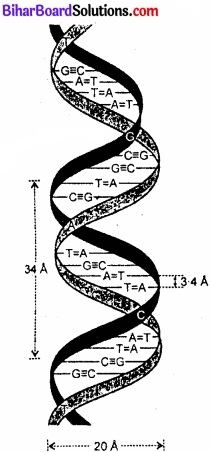 BIhar Board Class 12 Chemistry Chapter 14 जैव-अणु  img-15