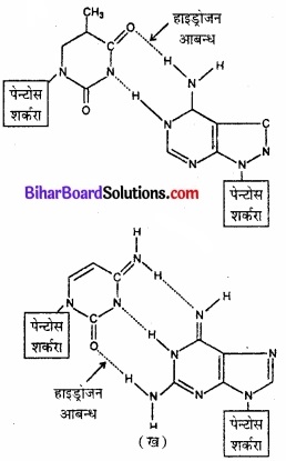BIhar Board Class 12 Chemistry Chapter 14 जैव-अणु  img-16