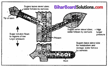Bihar Board Class 11 Biology Chapter 11 पौधों में परिवहन 