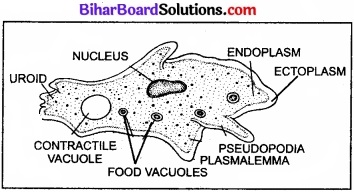 Bihar Board Class 11 Biology Chapter 2 जीव जगत का वर्गीकरण 