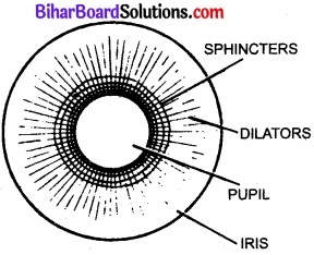 Bihar Board Class 11 Biology Chapter 21 तंत्रिकीय नियंत्रण एवं समन्वय 