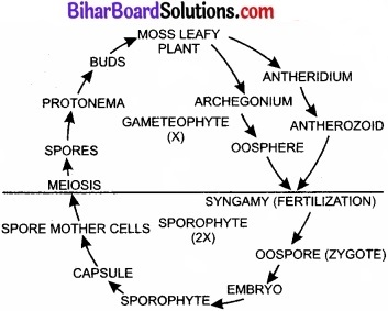 Bihar Board Class 11 Biology Chapter 3 वनस्पति जगत 