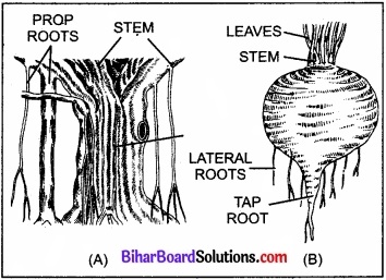 Bihar Board Class 11 Biology Chapter 5 पुष्पी पादपों की आकारिकी 