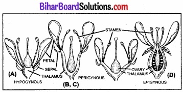 Bihar Board Class 11 Biology Chapter 5 पुष्पी पादपों की आकारिकी 