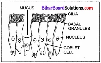 Bihar Board Class 11 Biology Chapter 7 प्राणियों में संरचनात्मक संगठन 