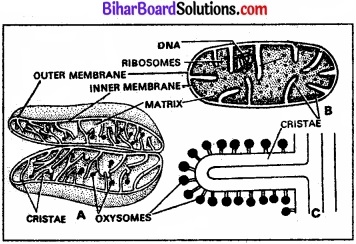 Bihar Board Class 11 Biology Chapter 8 कोशिका जीवन की इकाई 