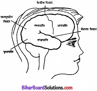Bihar Board Class 11 Psychology Solutions Chapter 3 मानव व्यवहार के आधार 